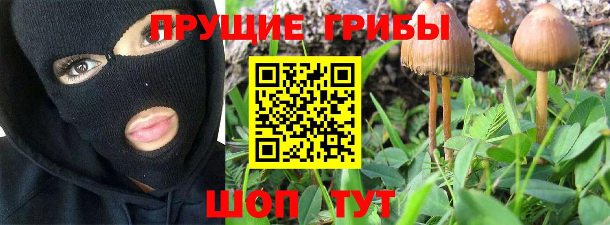 Псилоцибиновые грибы GOLDEN TEACHER Курчалой